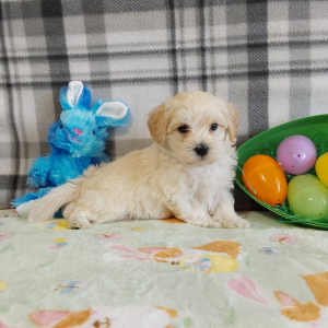 Maltipoo puppies for sale in Indiana - Hilltop Puppies - Luckas