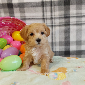 Maltipoo puppies for sale in Indiana - Hilltop Puppies - Lucy