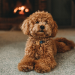 Poodle puppies for sale in Indiana - Hilltop Puppies