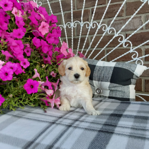 Maltipoo puppies - Hilltop Puppies - Abby