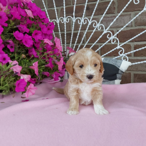 Maltipoo puppies - Hilltop Puppies - Elle