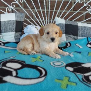 Maltipoo puppies - Hilltop Puppies - Jordan