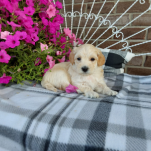 Maltipoo puppies for sale - Hilltop Puppies - Abby