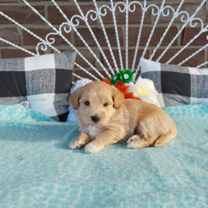 Maltipoo puppies for sale - Hilltop Puppies - Calvin