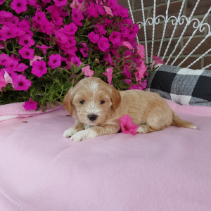 Maltipoo puppies for sale - Hilltop Puppies - Elle