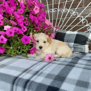 Maltipoo puppies for sale - Hilltop Puppies - Grabill IN - Abby