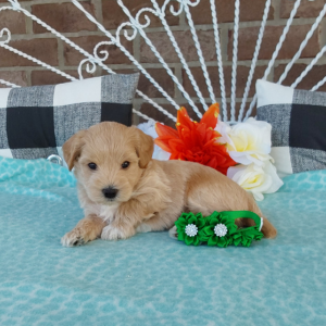 Maltipoo puppies for sale - Hilltop Puppies - Grabill IN - Calvin