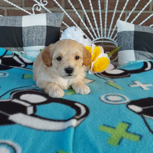 Maltipoo puppies for sale - Hilltop Puppies - Grabill IN - Jordan