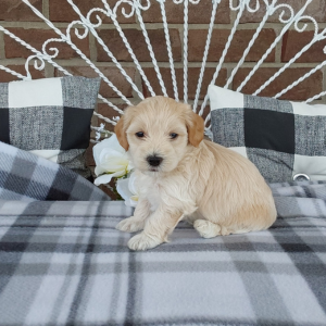 Maltipoo puppies for sale - Hilltop Puppies - Grabill IN - Luke