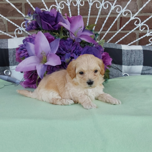 Maltipoo puppies for sale - Hilltop Puppies - Grabill IN - Zach