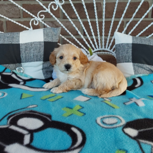 Maltipoo puppies for sale - Hilltop Puppies - Jordan