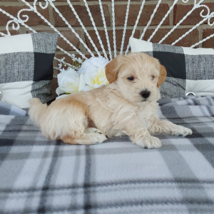 Maltipoo puppies for sale - Hilltop Puppies - Luke