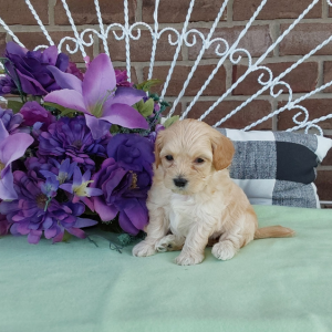 Maltipoo puppies for sale - Hilltop Puppies - Zach