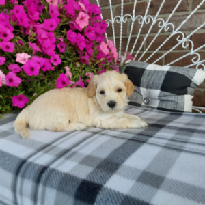 Maltipoo puppies for sale - Hilltop Puppies in IN - Abby