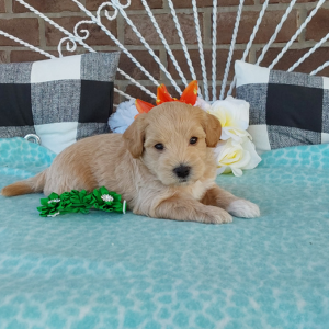 Maltipoo puppies for sale - Hilltop Puppies in IN - Calvin