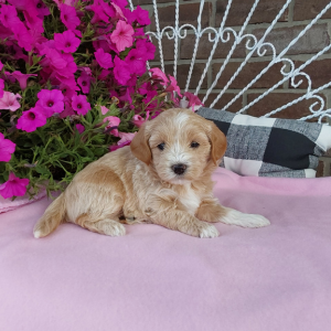 Maltipoo puppies for sale - Hilltop Puppies in IN - Elle