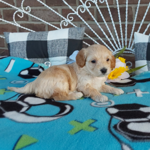 Maltipoo puppies for sale - Hilltop Puppies in IN - Jordan