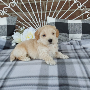 Maltipoo puppies for sale - Hilltop Puppies in IN - Luke