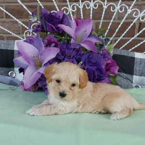 Maltipoo puppies for sale - Hilltop Puppies in IN - Zach