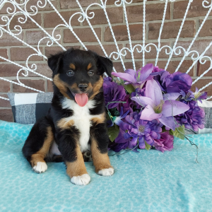 Mini Australian Shepherd Breeder in Grabill IN - Hilltop Puppies - Charlie