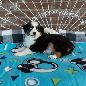 Mini Australian Shepherd Breeder in Grabill IN - Hilltop Puppies - Chase