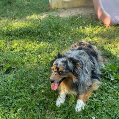 Mini Australian Shepherd Breeder in Grabill IN - Hilltop Puppies - Cora - Blue