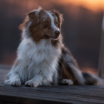 Mini Australian Shepherd Breeder in Grabill IN - Hilltop Puppies