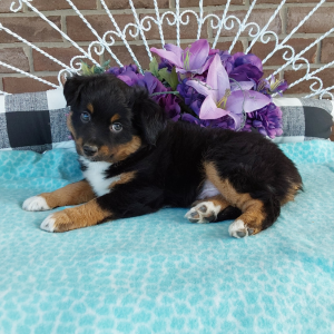 Mini Australian Shepherd puppies for sale in Grabill IN - Hilltop Puppies - Charlie