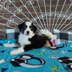 Mini Australian Shepherd puppies for sale in Grabill IN - Hilltop Puppies - Chase