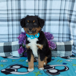 Mini Australian Shepherd puppies for sale in Grabill Indiana - Hilltop Puppies 260-466-1818 - Charlie