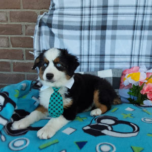 Mini Australian Shepherd puppies for sale in Grabill Indiana - Hilltop Puppies 260-466-1818 - Chase