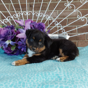 Mini Australian Shepherd puppies for sale in Grabill Indiana - Hilltop Puppies -Charlie