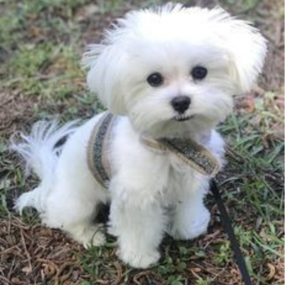 Maltipoo Breeder in IN - Hilltop Puppies - Holly