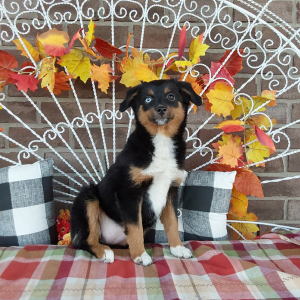 Mini Australian Shepherd Breeder in Grabill IN - Hilltop Puppies - 260-466-1818 - Lucy