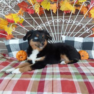 Mini Australian Shepherd Breeder in Grabill IN - Hilltop Puppies - Lucy