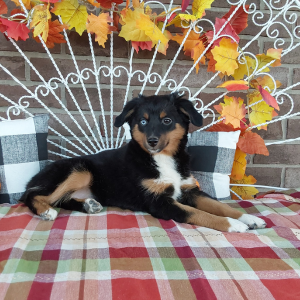 Mini Australian Shepherd puppies for sale in Grabill IN - Hilltop Puppies - Lucy