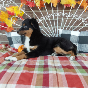 Mini Australian Shepherd puppies for sale in Grabill Indiana - Lucy