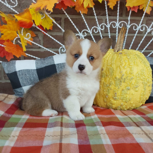 Corgi Breeder in Grabill IN - Hilltop Puppies - Carmel