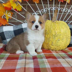 Corgi Breeder in IN - Hilltop Puppies - Carmel