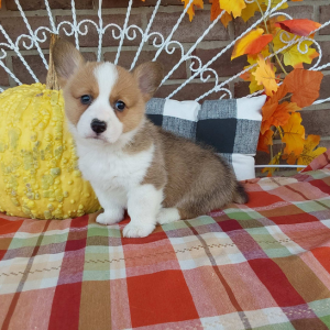 Corgi Puppies For Sale in Grabill IN - Hilltop Puppies - Carmel