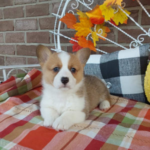 Corgi Puppies For Sale in IN - Hilltop Puppies - Carmel