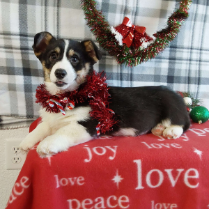 Corgi Breeder in Grabill IN - Hilltop Puppies - Pumpkin.