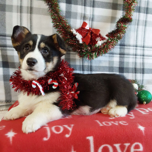 Corgi Breeder in IN - Hilltop Puppies - Pumpkin.