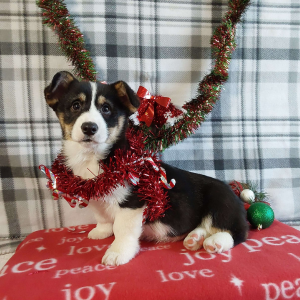 Corgi Puppies For Sale in Grabill IN - Hilltop Puppies - Pumpkin.