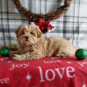 Maltipoo Breeder in Grabill IN - Hilltop Puppies - Molly.