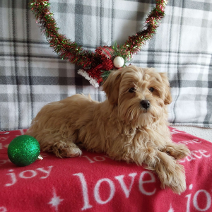 Maltipoo Breeder in IN - Hilltop Puppies - Molly.