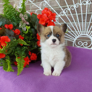 AKC Pembroke Welsh Corgi breeder - Hilltop Puppies - Bailey .