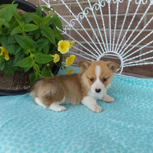 AKC Pembroke Welsh Corgi breeder - Hilltop Puppies - Bella .
