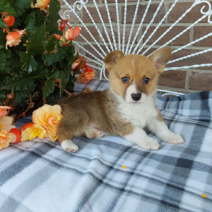 AKC Pembroke Welsh Corgi breeder - Hilltop Puppies - Lila .