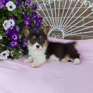 AKC Pembroke Welsh Corgi breeder - Hilltop Puppies - Lola .